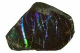 Iridescent Ammolite (Fossil Ammonite Shell) - Alberta, Canada #143549-1